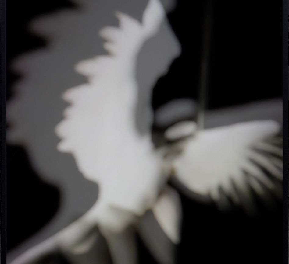 let-me-fly-1